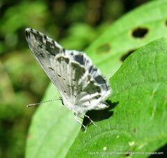 Celastrina neglecta