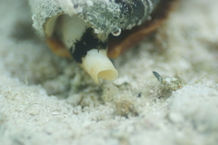 Conus leopardus
