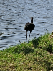 Plegadis falcinellus