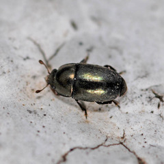 Brassicogethes aeneus