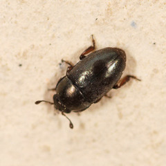Meligethinae