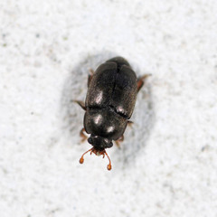 Meligethinae