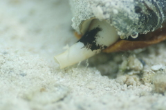 Conus leopardus