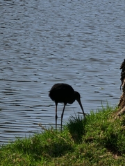 Plegadis falcinellus