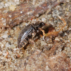 Meligethinae