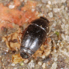 Meligethinae
