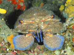 Scyllarides latus