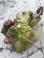 Scleroderma polyrhizum
