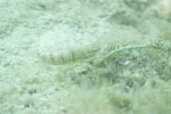 Amblygobius phalaena