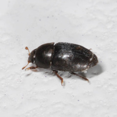 Meligethinae