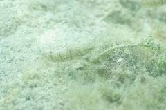 Amblygobius phalaena