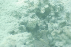 Amblygobius phalaena