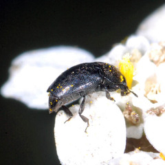 Meligethinae