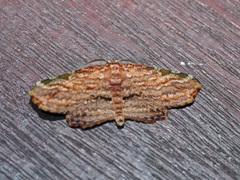 Achrosis