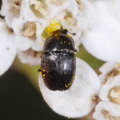 Meligethinae