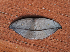 Albara reversaria