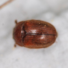 Pocadius ferrugineus