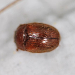 Pocadius ferrugineus