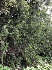 Ehretia rigida
