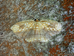Drapetodes nummularia
