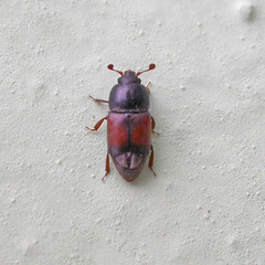 Urophorus rubripennis