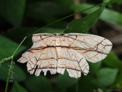 Parasynegia fortilineata