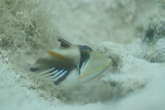 Rhinecanthus aculeatus