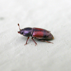 Urophorus rubripennis