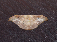 Strepsigonia quadripunctata