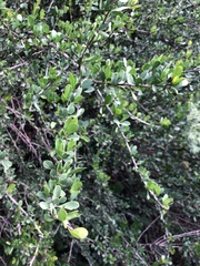 Ehretia rigida