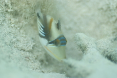 Rhinecanthus aculeatus