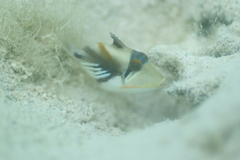 Rhinecanthus aculeatus