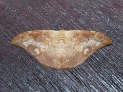 Strepsigonia quadripunctata