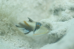 Rhinecanthus aculeatus