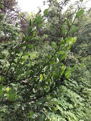 Ehretia rigida