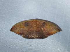 Callidrepana pulcherrima