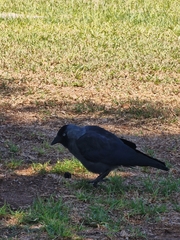 Corvus monedula