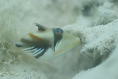 Rhinecanthus aculeatus