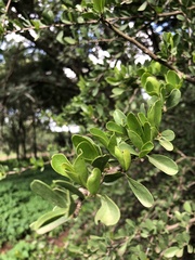 Ehretia rigida