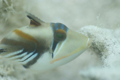 Rhinecanthus aculeatus