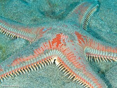 Astropecten aranciacus