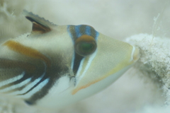 Rhinecanthus aculeatus