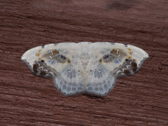 Leucoblepsis renifera