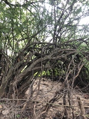 Ehretia rigida