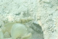 Amblygobius phalaena