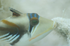 Rhinecanthus aculeatus