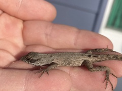 Anolis sagrei