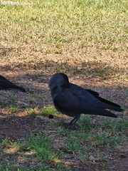 Corvus monedula