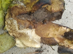 Scleroderma polyrhizum