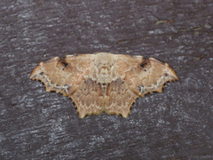 Strepsigonia affinis